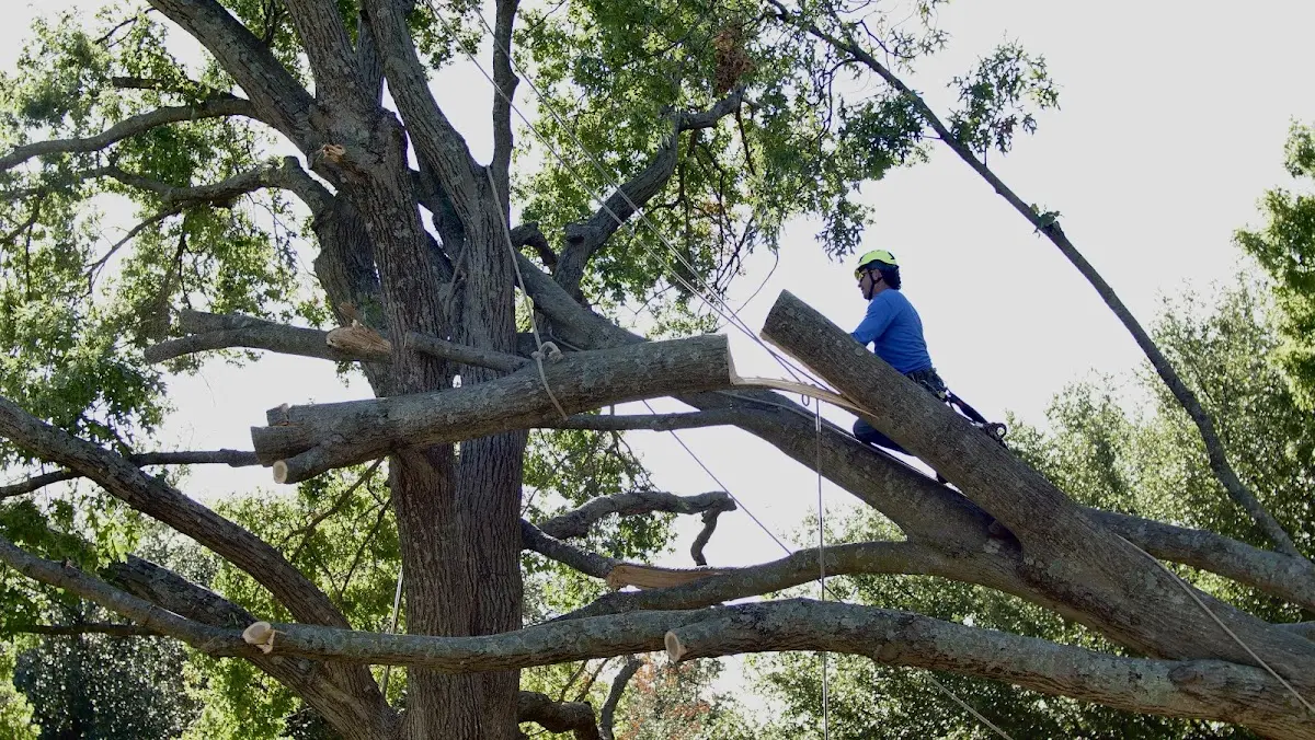 Professional Hazardous Tree Removal performed by certified arborists in Matheny