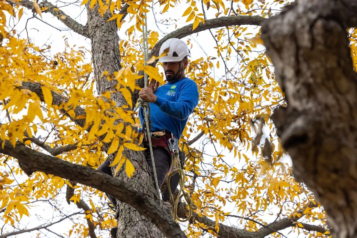 Skilled Emergency Tree Service crew working in Matheny