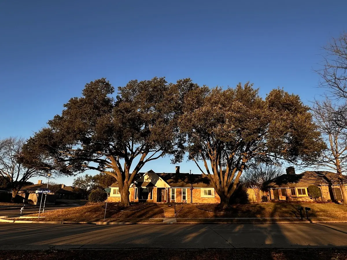 Established residential canopy tree shading a home in Matheny